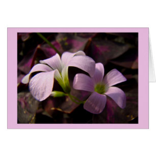 Blossoms Oxalis violets