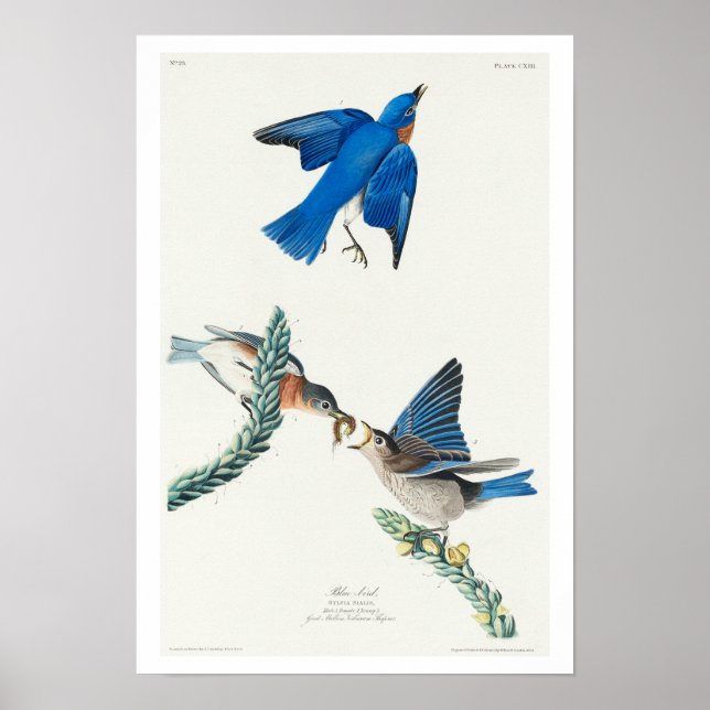 Blue bird par Audubon Poster (Devant)