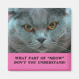 Blue British Shorthair Cat frigo aimant