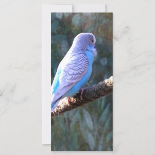 Blue Budgie Bird (Devant)