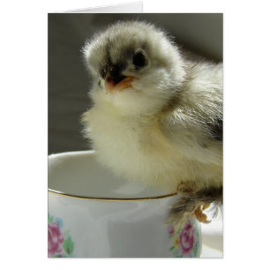 Blue Cochin Chick sur Teup