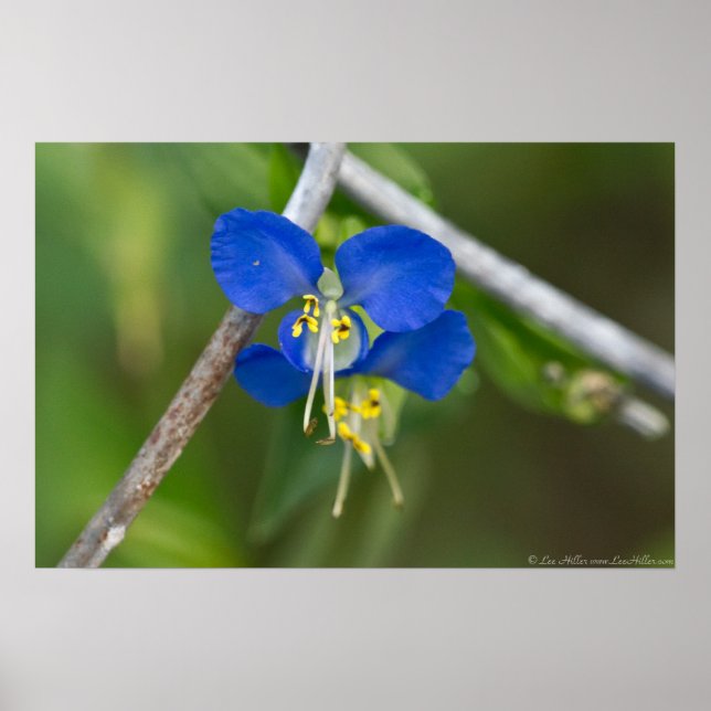 Blue Dayflower Twins Fuir les liens Poster (Devant)