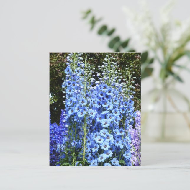 Blue Delphinium Floral Flowers Jardin carte postal (Debout devant)
