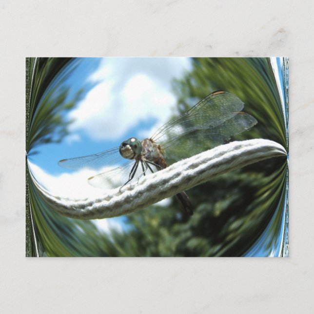 Blue Dragonfly ~ carte postale (Devant)