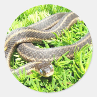 Blue Eyed Snake ~ autocollant