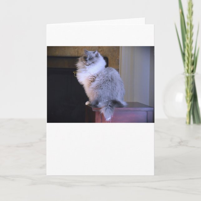 Blue Eyes, carte (Devant)