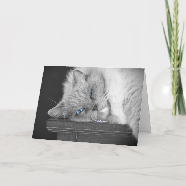 Blue Eyes, carte (Devant)