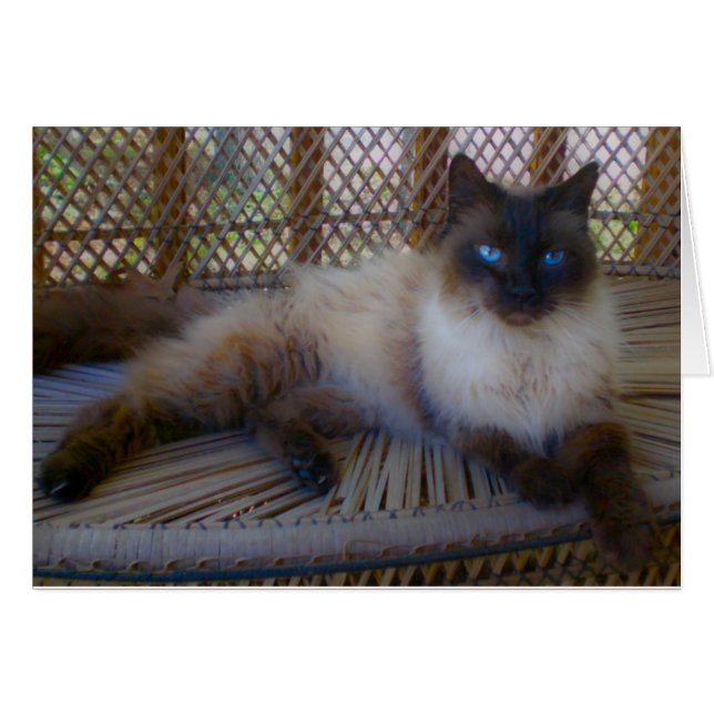 Blue Eyes Kitty Collection (Devant horizontal)