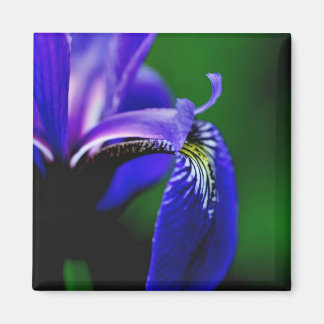Blue Flag Iris Flower Close Up Magnet