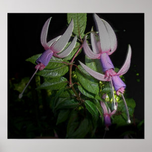 Blue Fushia Poster