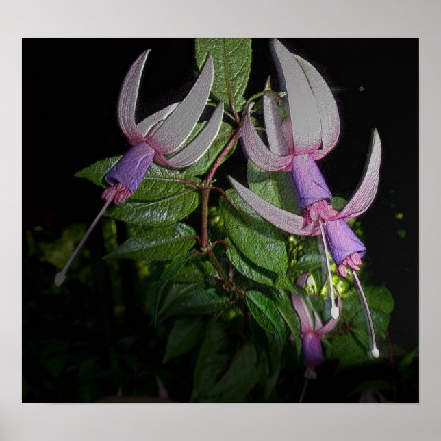 Blue Fushia Poster (Devant)