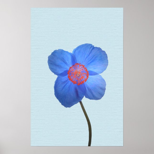 Blue Himalayan Poppy Flower Poster Print (Devant)