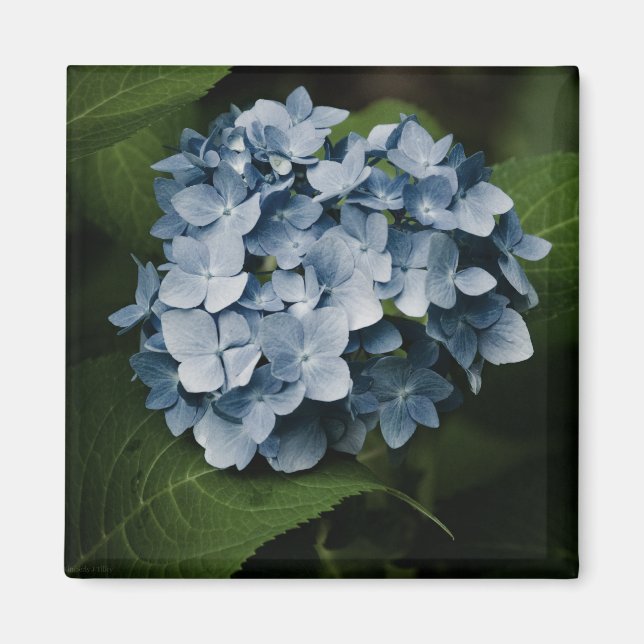 Blue Hydrangea 8515 Magnet (Devant)