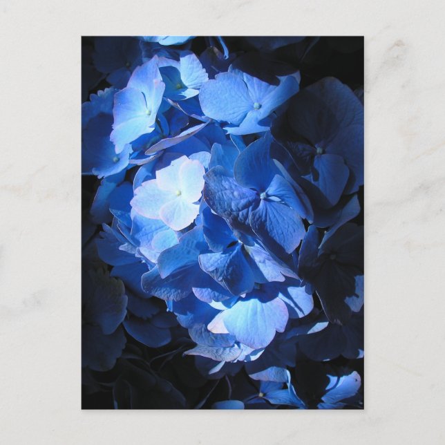 Blue Hydrangea - Carte postale (Devant)