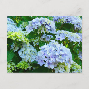 Blue Hydrangea Fleurs Jardin cartes postales Botan