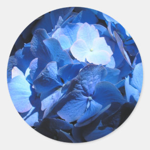 Blue Hydrangea - Sticker