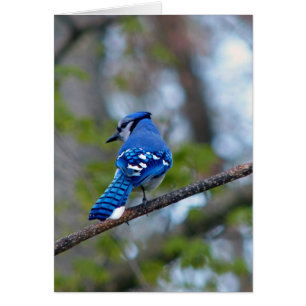 Blue Jay