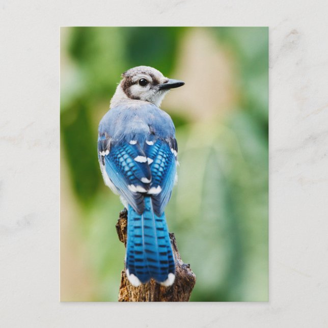 Blue Jay avec gros plan de plumes Carte postale ph (Devant)