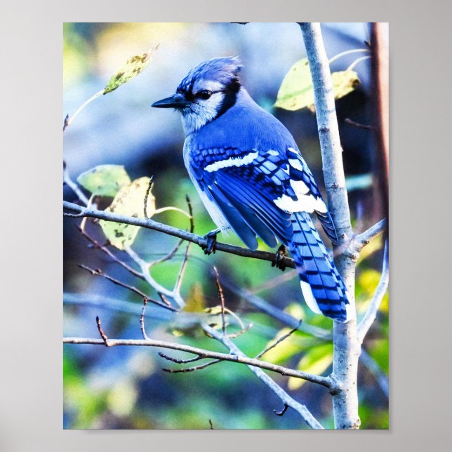 Blue Jay Bird Poster (Devant)
