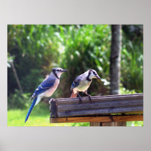 Blue Jay Birds Jardin Oiseaux Poster d'alimentatio