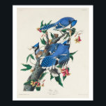 Blue Jay by Audubon Poster<br><div class="desc">John James Audubon (April 26, 1785 – January 27, 1851), born Jean-Jacques Audubon, was an American ornithologist, naturalist, and painter. He was notable for his expansive studies to document all types of American birds and for his detailed illustrations that depicted the birds in their natural habitats. His major work, a...</div>