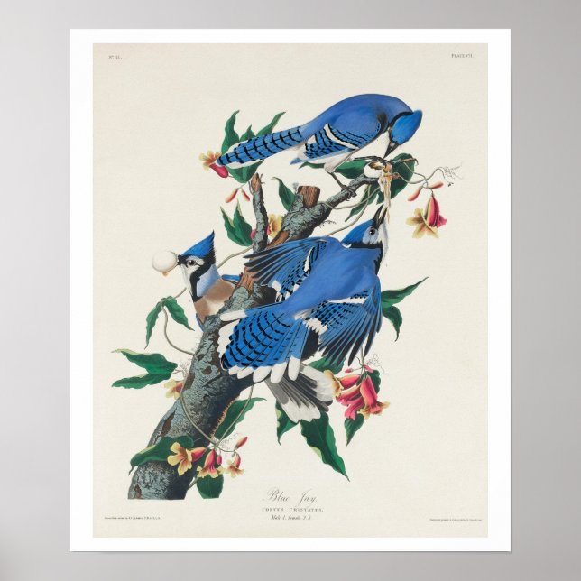 Blue Jay by Audubon Poster (Devant)
