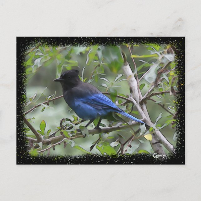 Blue Jay - Carte postale (Devant)