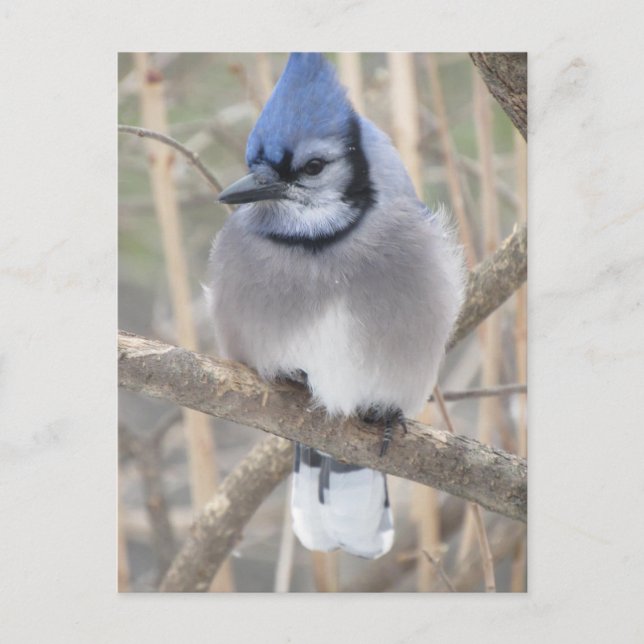 Blue Jay dans Elliot Lake Carte postale (Devant)