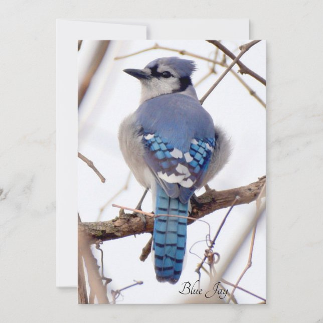 Blue Jay Flat Card (Devant)
