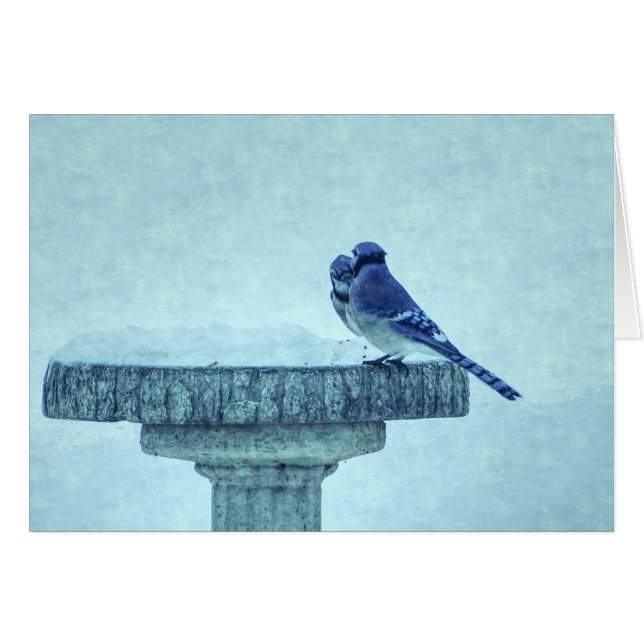 Blue Jays Winter Nourriture Painterly Carte de voe (Devant Horizontal)