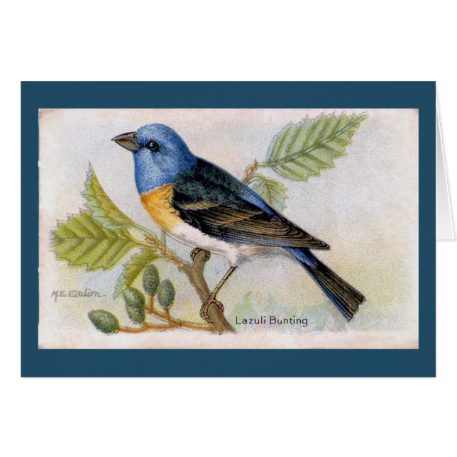 Blue Lazuli Bund'oiseaux Carte de remerciements (Devant horizontal)