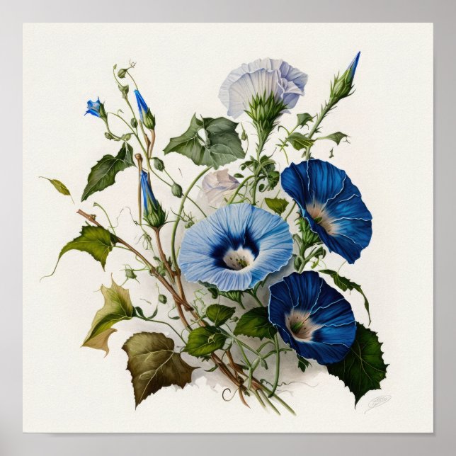 Blue Morning Glory Flowers Art Print Poster (Devant)