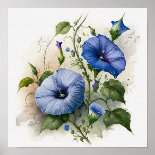 Blue Morning Glory Flowers Art Print Poster