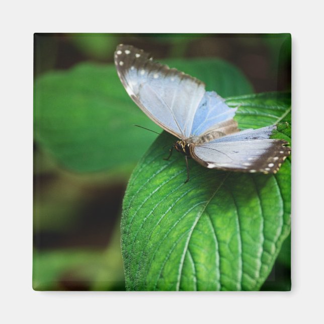 Blue Morpho 112 Magnet (Devant)