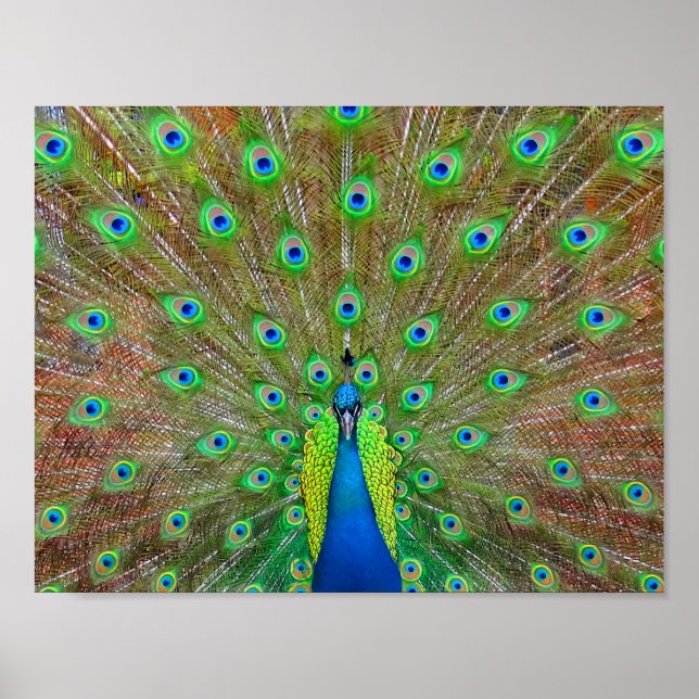 Blue Peacock #3 Poster (Devant)