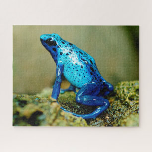 Blue Poison Dart Frog Gros plan, Jigsaw Puzzle