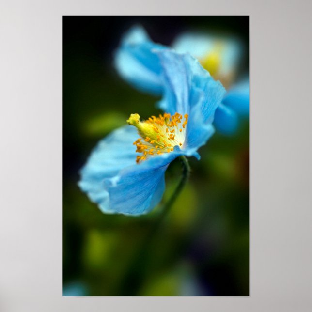 Blue Poppy flower Poster (Devant)