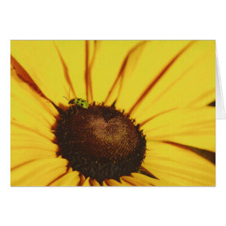 Blue Ridge Black Eyed Susan