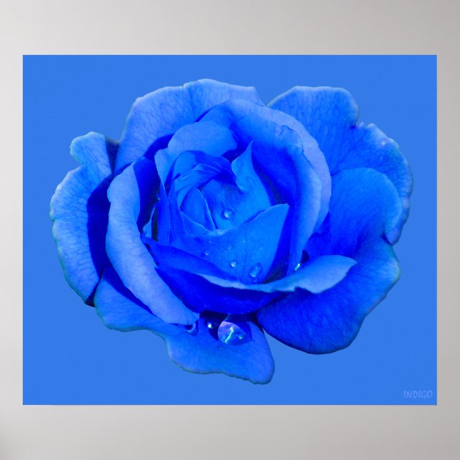 Blue Rose Poster Print Beautiful Flower Art Print (Devant)