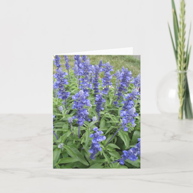 Blue Salvia jardin fleurs carte blanche (Devant)