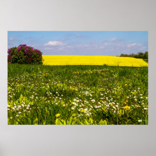Blue sky Yellow Mustard sauvage Poster