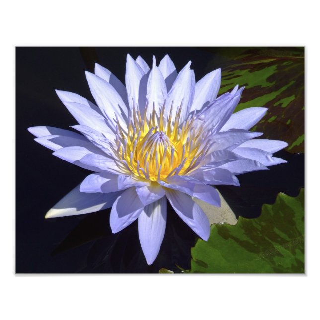 Blue Water Lily 14" x 11" Photo Imprimer (Devant)