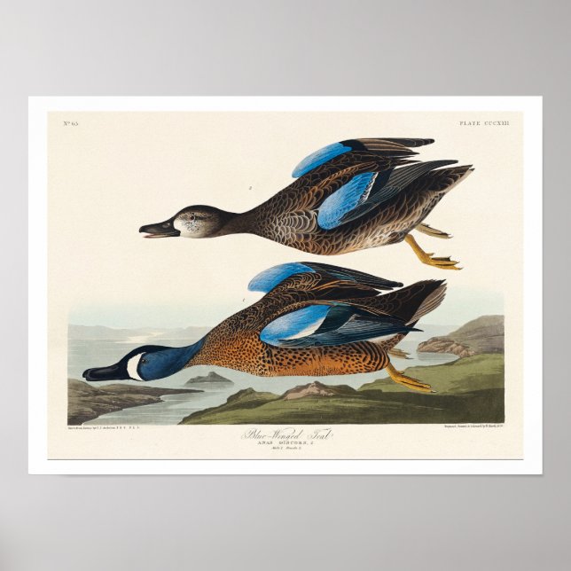 Blue-Winged Teal by Audubon Poster (Devant)
