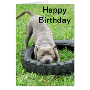 Blue Young Staffordshire Bull Terrier, carte Anniv
