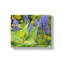 Bluebell Flowers Art Photo Imprimer Sur Toile