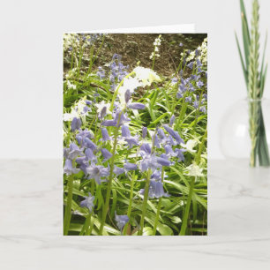 Bluebell Photos / détails 2 - Carte Printemps 2016