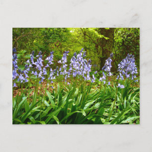 BLUEBELL WOOD ~ Carte postale # 5
