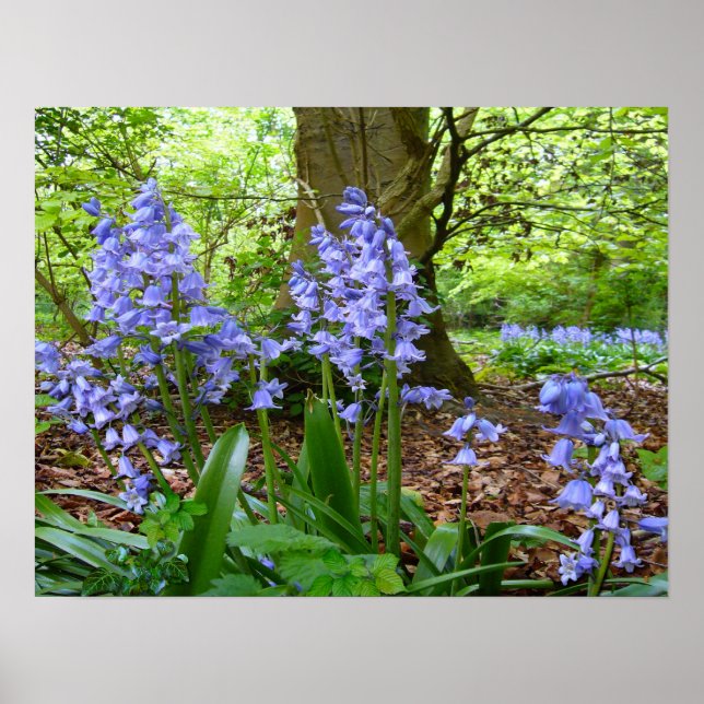 BLUEBELL WOOD ~ Poster # 2 (Devant)