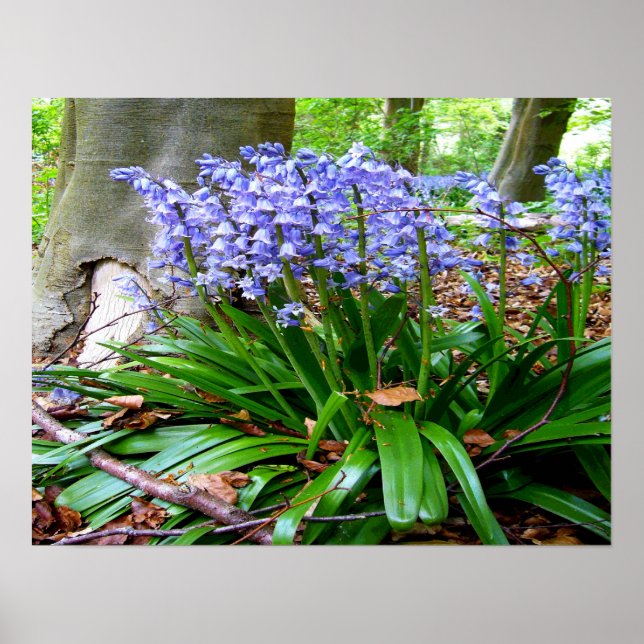 BLUEBELL WOOD ~ Poster # 6 (Devant)