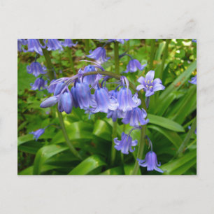 BLUEBELLS~ Carte postale # 2
